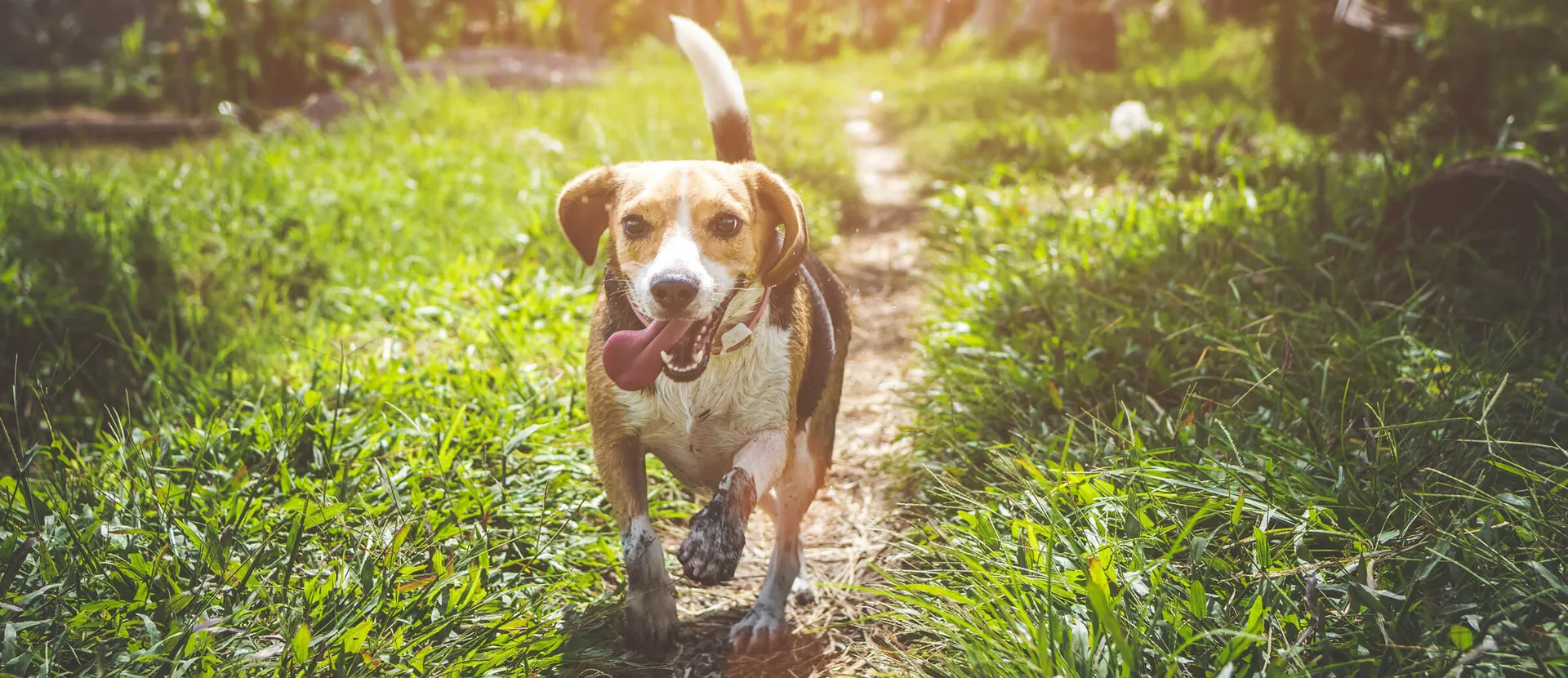 Beagle running along a grassy path