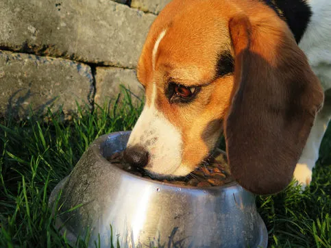 Beagle drinking from a metal bowl in the grass