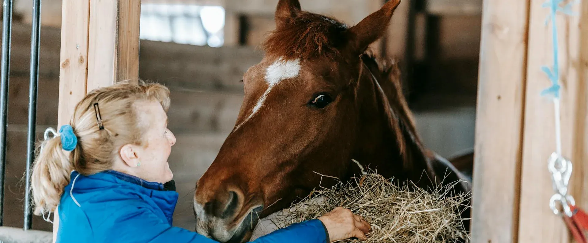 Woman in a blue jacket feeding hay to a chestnut horse in a barn stall