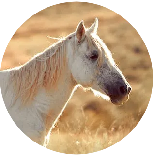 horse