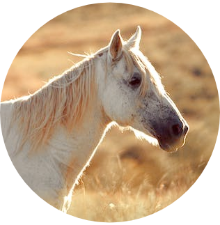horse